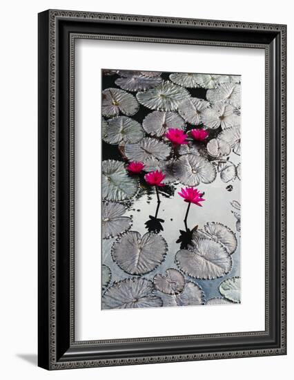 Lily Flowers and Pads, Inle Lake, Shan State, Myanmar-Keren Su-Framed Photographic Print