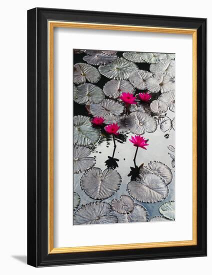 Lily Flowers and Pads, Inle Lake, Shan State, Myanmar-Keren Su-Framed Photographic Print