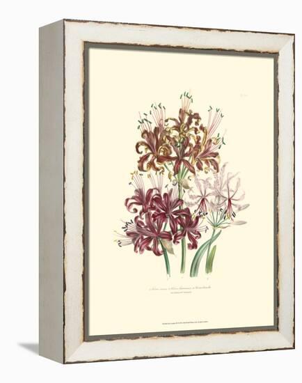 Lily Garden III-Jane W^ Loudon-Framed Stretched Canvas
