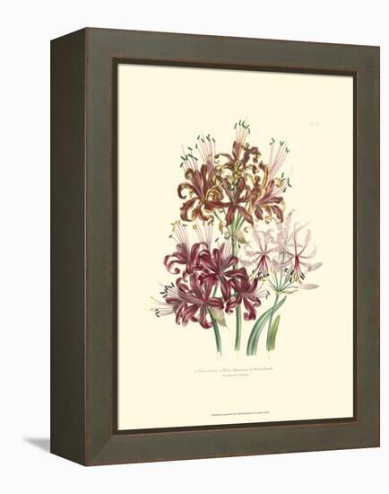 Lily Garden III-Jane W^ Loudon-Framed Stretched Canvas