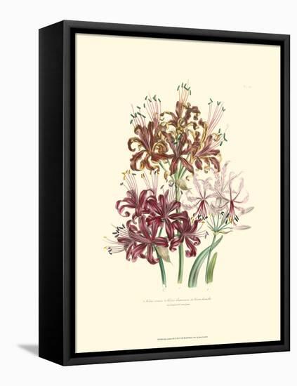 Lily Garden III-Jane W^ Loudon-Framed Stretched Canvas