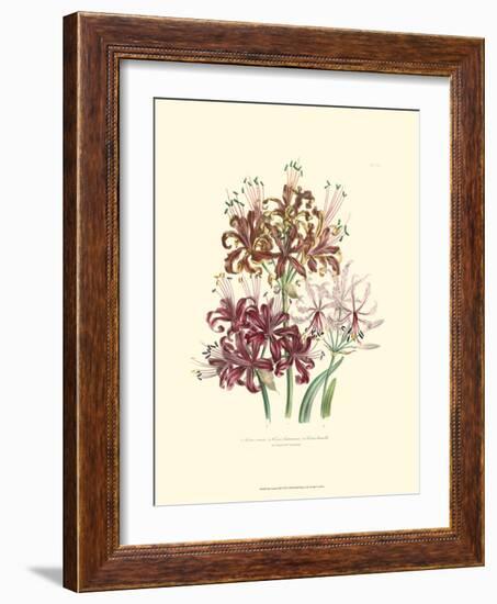 Lily Garden III-Jane W^ Loudon-Framed Premium Giclee Print