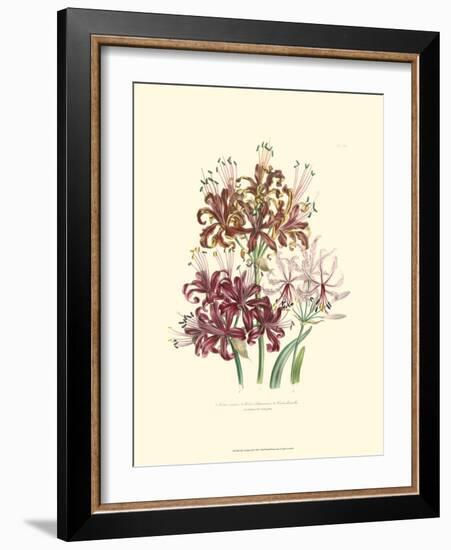 Lily Garden III-Jane W^ Loudon-Framed Premium Giclee Print