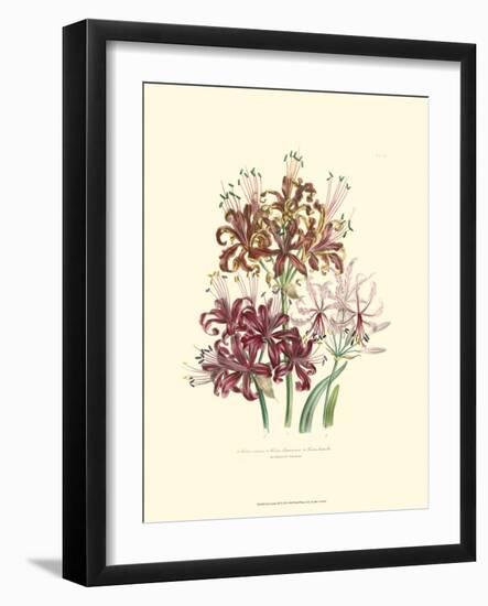 Lily Garden III-Jane W^ Loudon-Framed Art Print