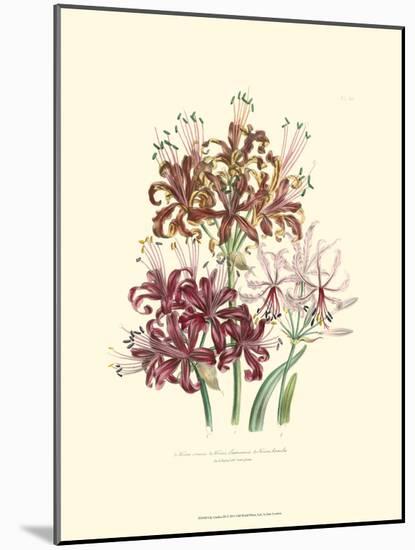 Lily Garden III-Jane W^ Loudon-Mounted Art Print