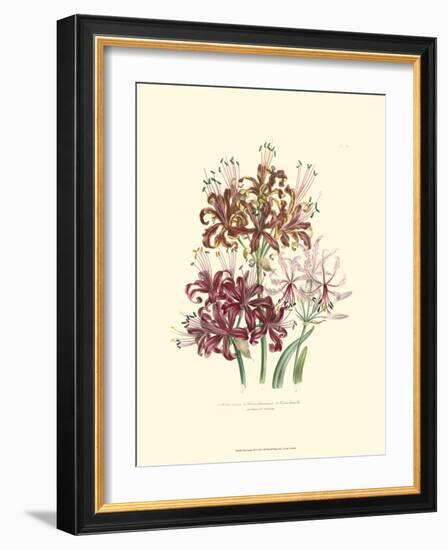 Lily Garden III-Jane W^ Loudon-Framed Art Print