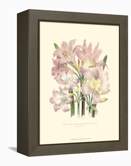 Lily Garden IV-Jane W^ Loudon-Framed Stretched Canvas