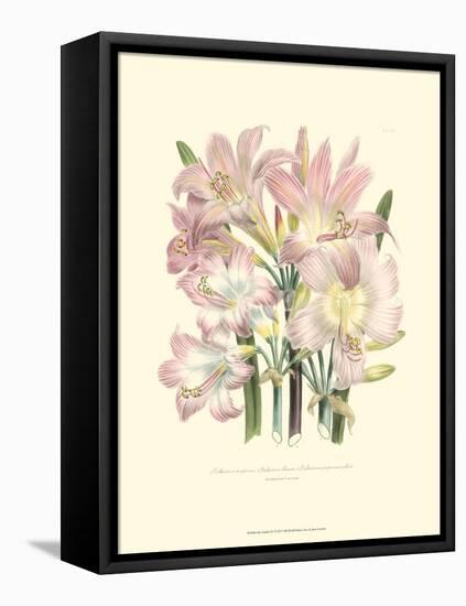 Lily Garden IV-Jane W^ Loudon-Framed Stretched Canvas