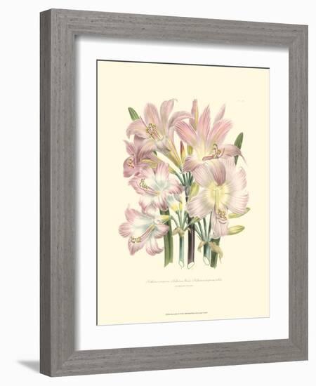 Lily Garden IV-Jane W^ Loudon-Framed Art Print