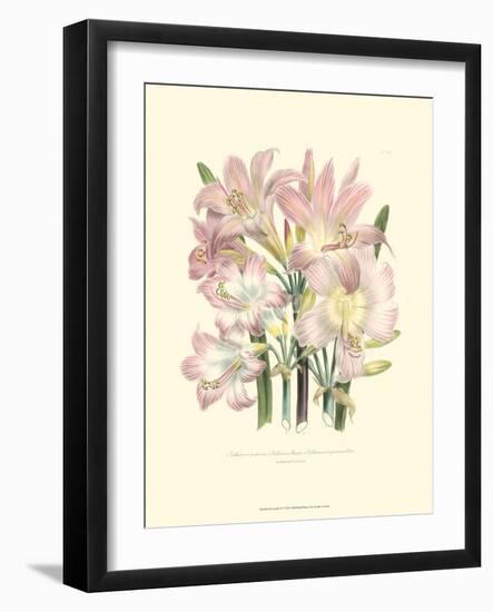 Lily Garden IV-Jane W^ Loudon-Framed Art Print