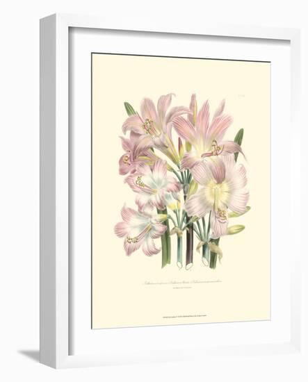 Lily Garden IV-Jane W^ Loudon-Framed Art Print