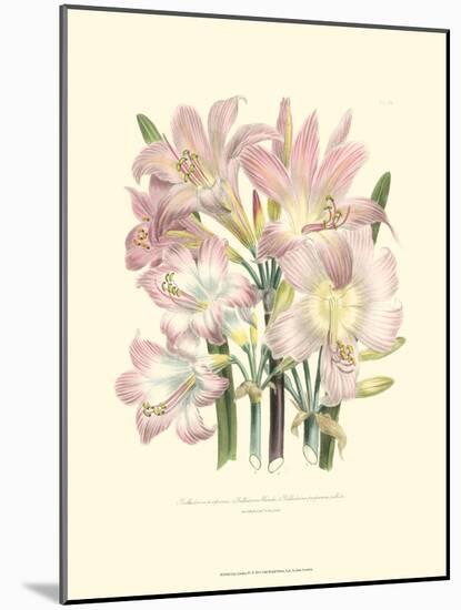 Lily Garden IV-Jane W^ Loudon-Mounted Art Print