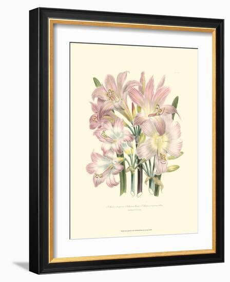 Lily Garden IV-Jane W^ Loudon-Framed Art Print