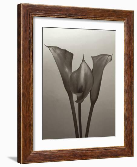 Lily II-Bill Philip-Framed Giclee Print