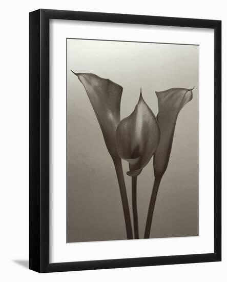 Lily II-Bill Philip-Framed Giclee Print