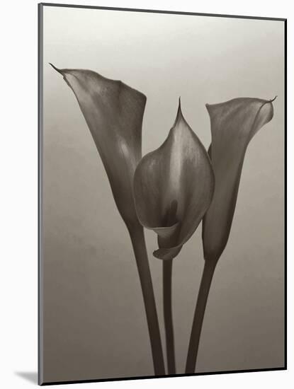 Lily II-Bill Philip-Mounted Giclee Print