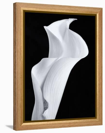 Lily in Black and White-Doug Chinnery-Framed Premier Image Canvas