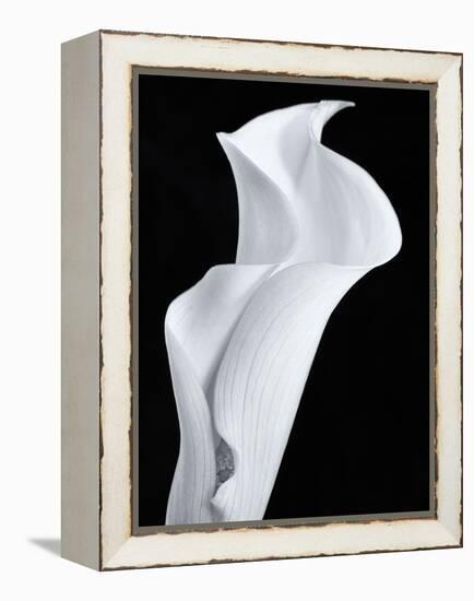 Lily in Black and White-Doug Chinnery-Framed Premier Image Canvas