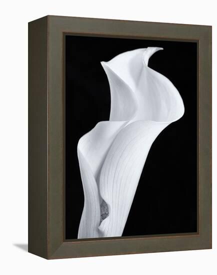 Lily in Black and White-Doug Chinnery-Framed Premier Image Canvas