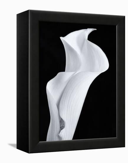 Lily in Black and White-Doug Chinnery-Framed Premier Image Canvas