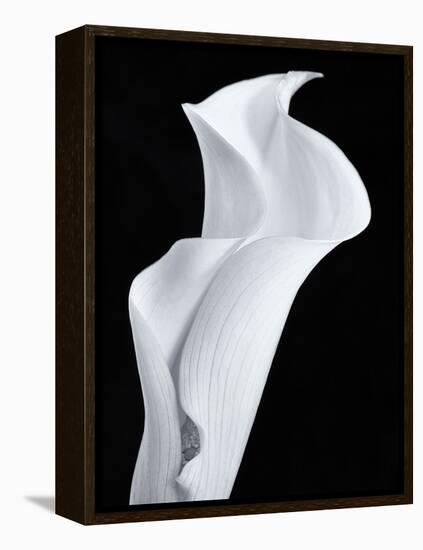 Lily in Black and White-Doug Chinnery-Framed Premier Image Canvas