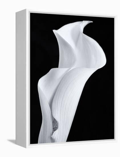 Lily in Black and White-Doug Chinnery-Framed Premier Image Canvas