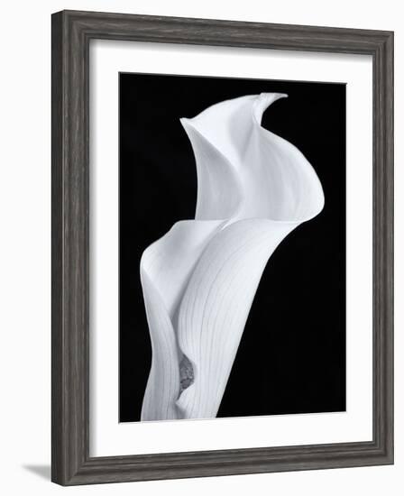Lily in Black and White-Doug Chinnery-Framed Photographic Print