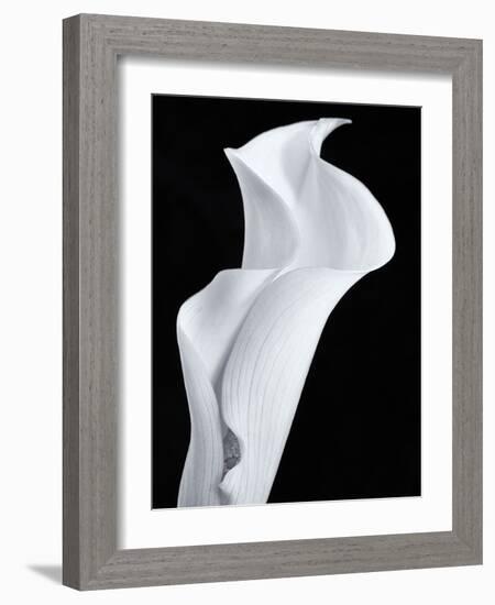 Lily in Black and White-Doug Chinnery-Framed Photographic Print