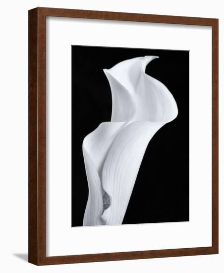 Lily in Black and White-Doug Chinnery-Framed Photographic Print