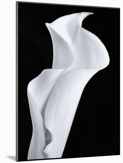 Lily in Black and White-Doug Chinnery-Mounted Photographic Print