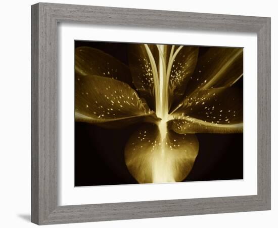 Lily Landscape-Irene Suchocki-Framed Photographic Print