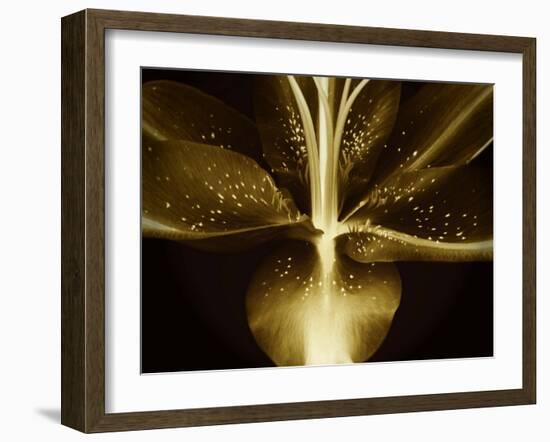 Lily Landscape-Irene Suchocki-Framed Photographic Print