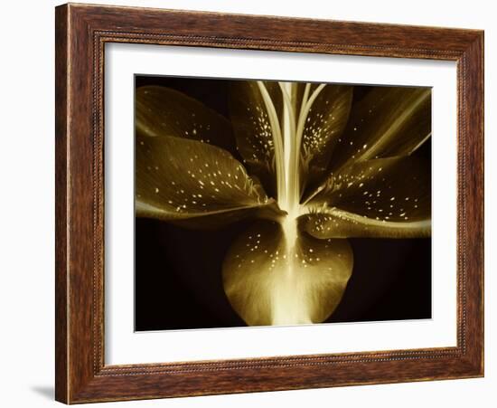 Lily Landscape-Irene Suchocki-Framed Photographic Print