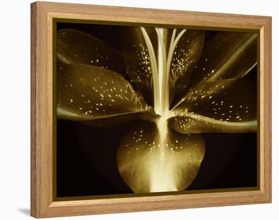 Lily Landscape-Irene Suchocki-Framed Premier Image Canvas