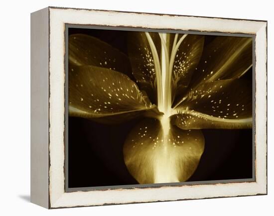 Lily Landscape-Irene Suchocki-Framed Premier Image Canvas