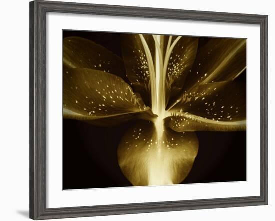 Lily Landscape-Irene Suchocki-Framed Photographic Print