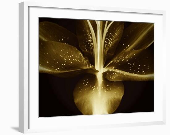 Lily Landscape-Irene Suchocki-Framed Photographic Print