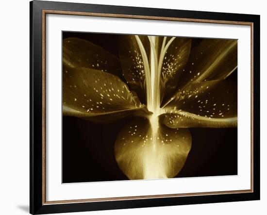 Lily Landscape-Irene Suchocki-Framed Photographic Print