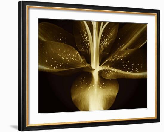 Lily Landscape-Irene Suchocki-Framed Photographic Print