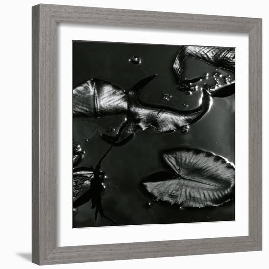 Lily Leaves, Alaska, 1977-Brett Weston-Framed Photographic Print