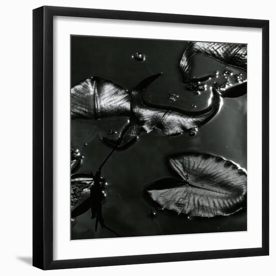 Lily Leaves, Alaska, 1977-Brett Weston-Framed Photographic Print