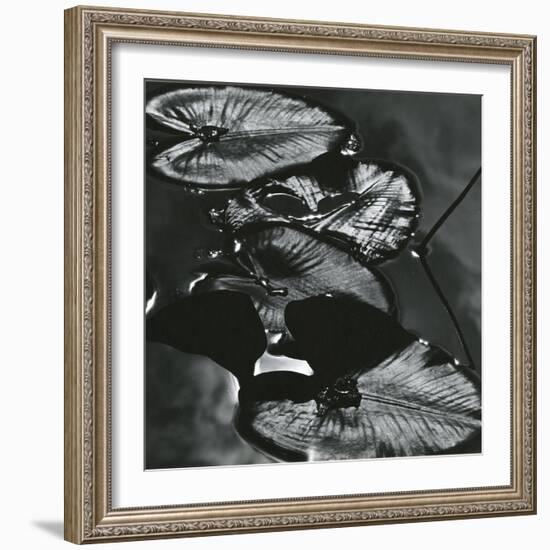 Lily Leaves, Alaska, 1977-Brett Weston-Framed Photographic Print