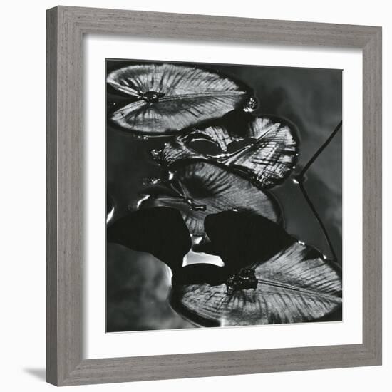 Lily Leaves, Alaska, 1977-Brett Weston-Framed Photographic Print