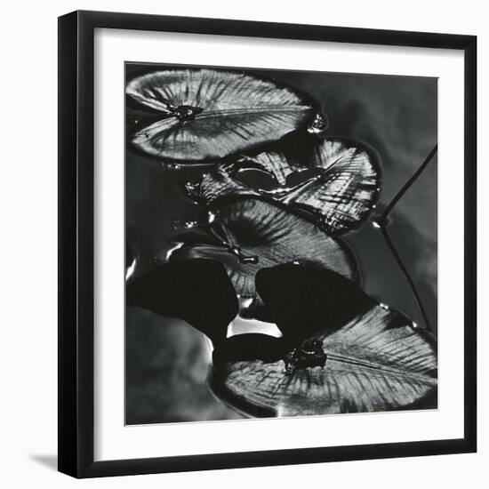 Lily Leaves, Alaska, 1977-Brett Weston-Framed Photographic Print