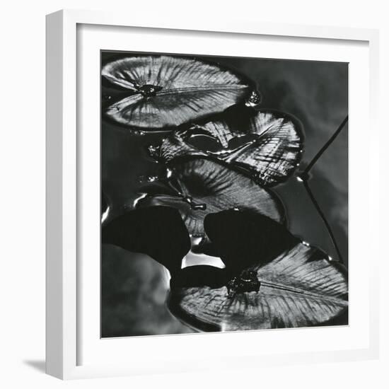 Lily Leaves, Alaska, 1977-Brett Weston-Framed Photographic Print