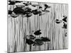 Lily Leaves and Reeds, Alaska, 1977-Brett Weston-Mounted Premium Photographic Print