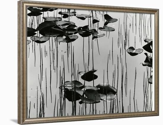 Lily Leaves and Reeds, Alaska, 1977-Brett Weston-Framed Photographic Print