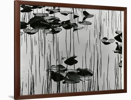 Lily Leaves and Reeds, Alaska, 1977-Brett Weston-Framed Photographic Print