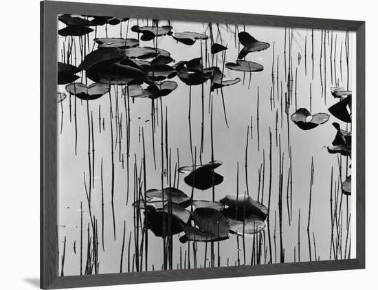 Lily Leaves and Reeds, Alaska, 1977-Brett Weston-Framed Photographic Print