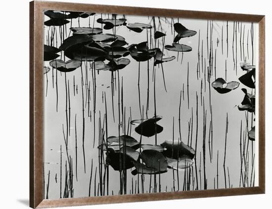 Lily Leaves and Reeds, Alaska, 1977-Brett Weston-Framed Photographic Print